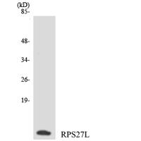 Ribosomal Protein S27L Polyclonal Antibody