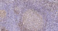Ribosomal Protein S27L Polyclonal Antibody