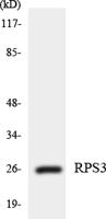 Ribosomal Protein S3 Polyclonal Antibody