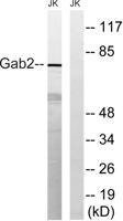 Gab 2 Polyclonal Antibody