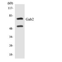Gab 2 Polyclonal Antibody