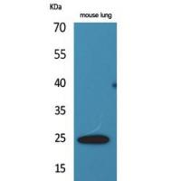 ET-1 Polyclonal Antibody