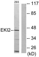 Ethanolamine kinase 2 Polyclonal Antibody