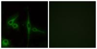 ETL Polyclonal Antibody