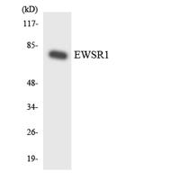 EWS Polyclonal Antibody