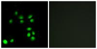Exo1 Polyclonal Antibody