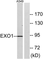 Exo1 Polyclonal Antibody