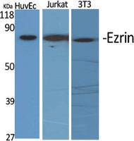 Ezrin Polyclonal Antibody