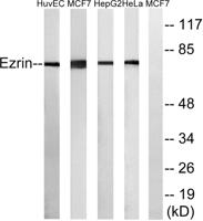 Ezrin Polyclonal Antibody