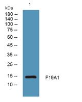 F19A1 Polyclonal Antibody
