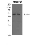 Factor IX Polyclonal Antibody