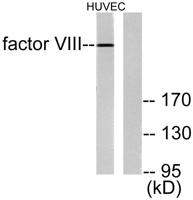 Factor VIII Polyclonal Antibody