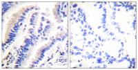 FADD Polyclonal Antibody