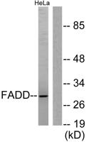 FADD Polyclonal Antibody