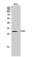 FADD Polyclonal Antibody