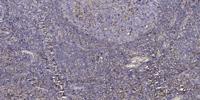 FADD Polyclonal Antibody