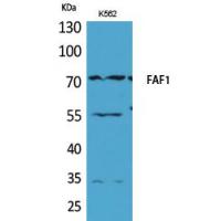 FAF1 Polyclonal Antibody