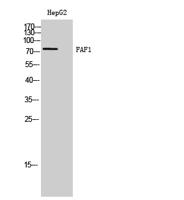 FAF1 Polyclonal Antibody