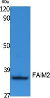 FAIM2 Polyclonal Antibody