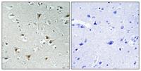 FAM111B Polyclonal Antibody