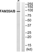 FAM35A/B Polyclonal Antibody