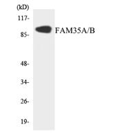FAM35A/B Polyclonal Antibody