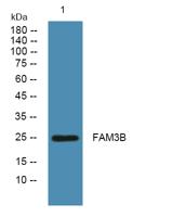 FAM3B Polyclonal Antibody