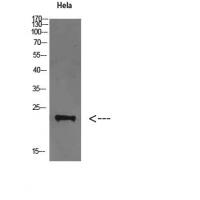 FAM3D Polyclonal Antibody