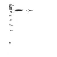 FAM48A Polyclonal Antibody