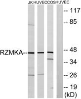 FAM80A Polyclonal Antibody