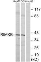 FAM80B Polyclonal Antibody