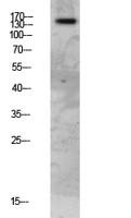 FAP-1 Polyclonal Antibody