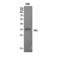 FAS Polyclonal Antibody