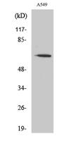 FAST Polyclonal Antibody