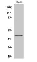 FAST-1/2 Polyclonal Antibody