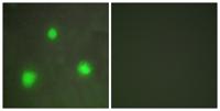 FAST-1/2 Polyclonal Antibody
