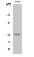 FASTKD1 Polyclonal Antibody