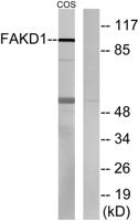 FASTKD1 Polyclonal Antibody