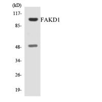 FASTKD1 Polyclonal Antibody