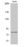 FASTKD2 Polyclonal Antibody