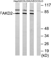 FASTKD2 Polyclonal Antibody