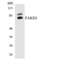 FASTKD2 Polyclonal Antibody