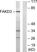 FASTKD3 Polyclonal Antibody