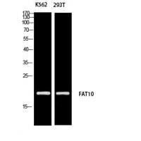 FAT10 Polyclonal Antibody