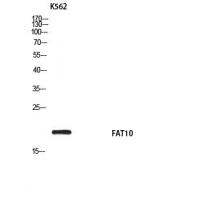 FAT10 Polyclonal Antibody