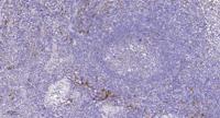 FAT2 Polyclonal Antibody