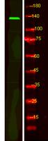 FBF1 Polyclonal Antibody