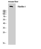 FBN1 Polyclonal Antibody