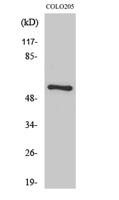 FBP3 Polyclonal Antibody
