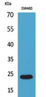 FGF-9 Polyclonal Antibody